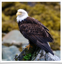 Bald Eagle - Perched Rock Bald Eagle - Perched Rock